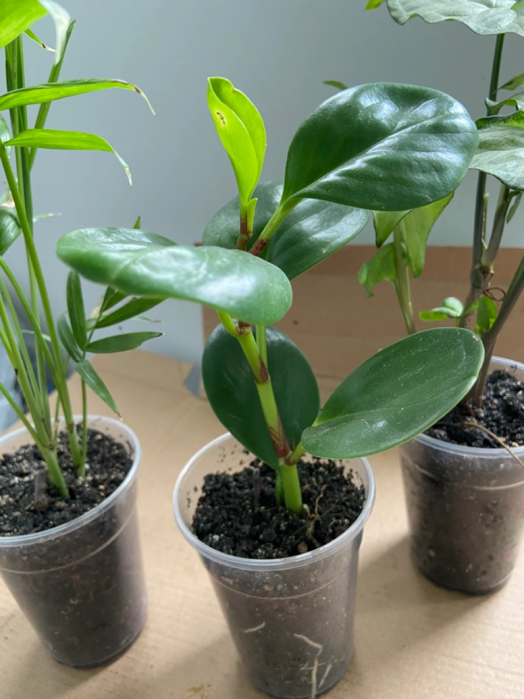 Set of 3 Small Houseplants - photo 5
