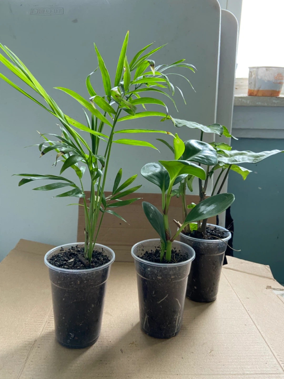 Set of 3 Small Houseplants - photo 2