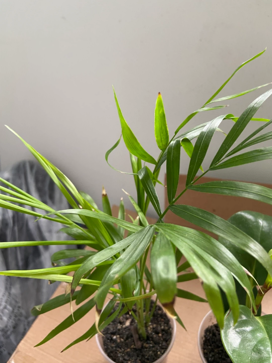 Set of 3 Small Houseplants - photo 3