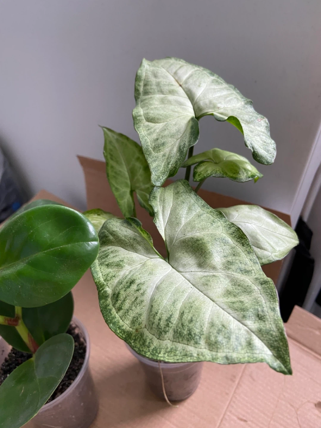 Set of 3 Small Houseplants - photo 4