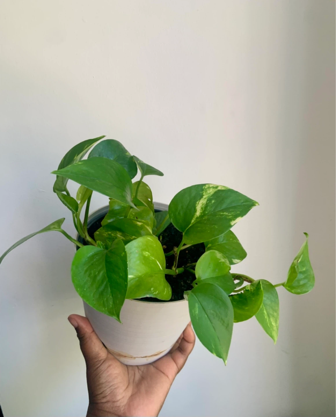 Pothos Plant in Pot