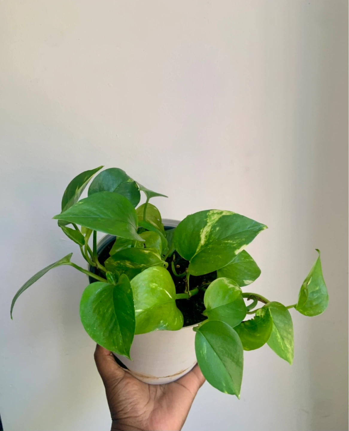 Pothos Plant in Pot - photo 2