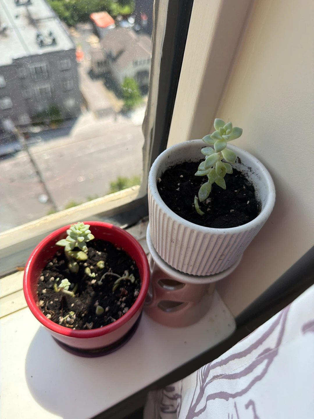 Assorted Potted Plants