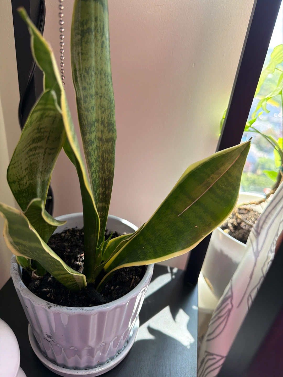 Assorted Potted Plants - photo 4