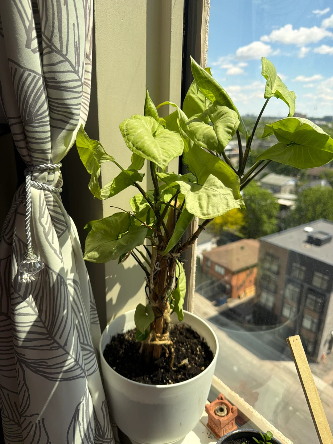Assorted Potted Plants - photo 3