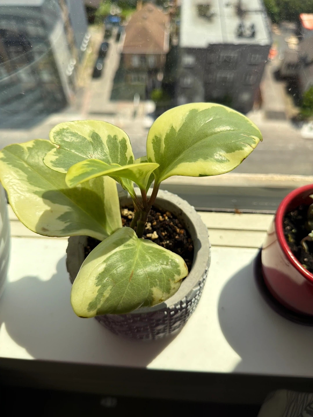 Assorted Potted Plants - photo 2