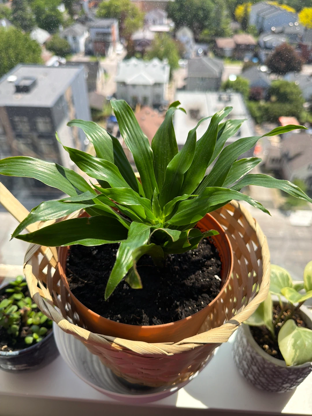 Assorted Potted Plants - photo 5