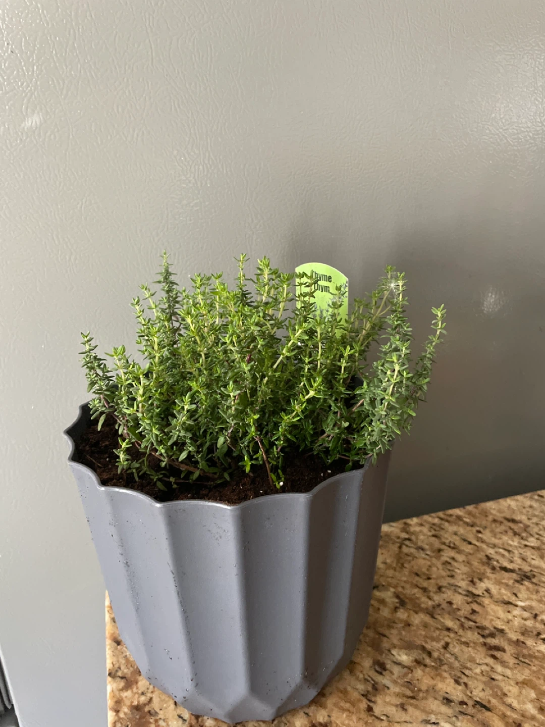 Thyme plant in a pot