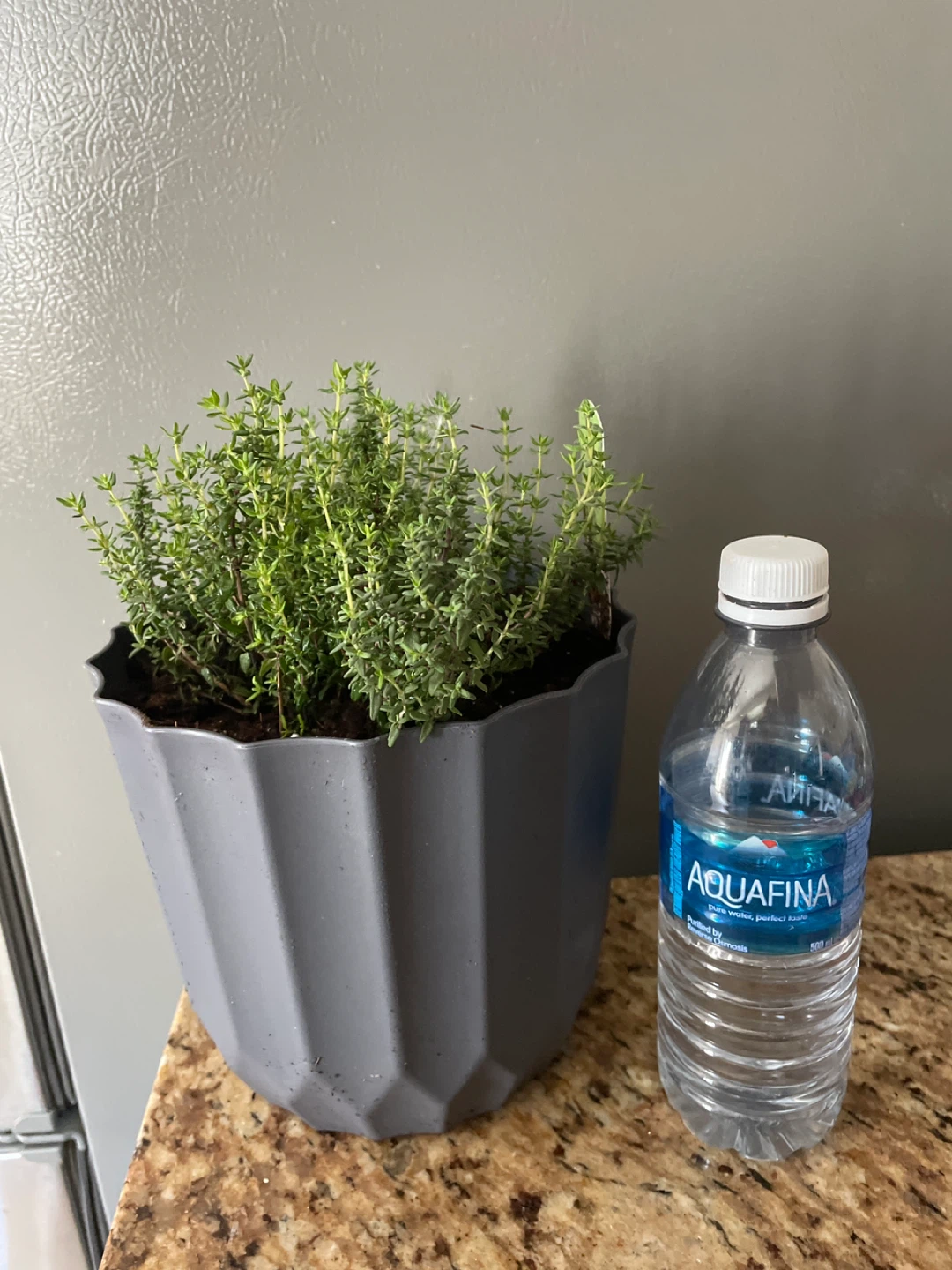 Thyme plant in a pot - photo 3