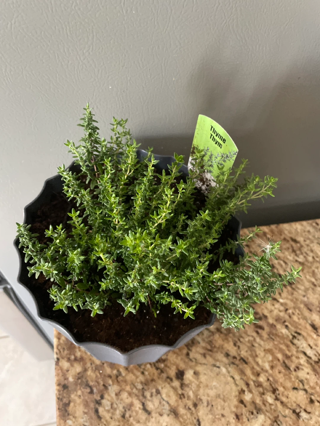 Thyme plant in a pot - photo 2