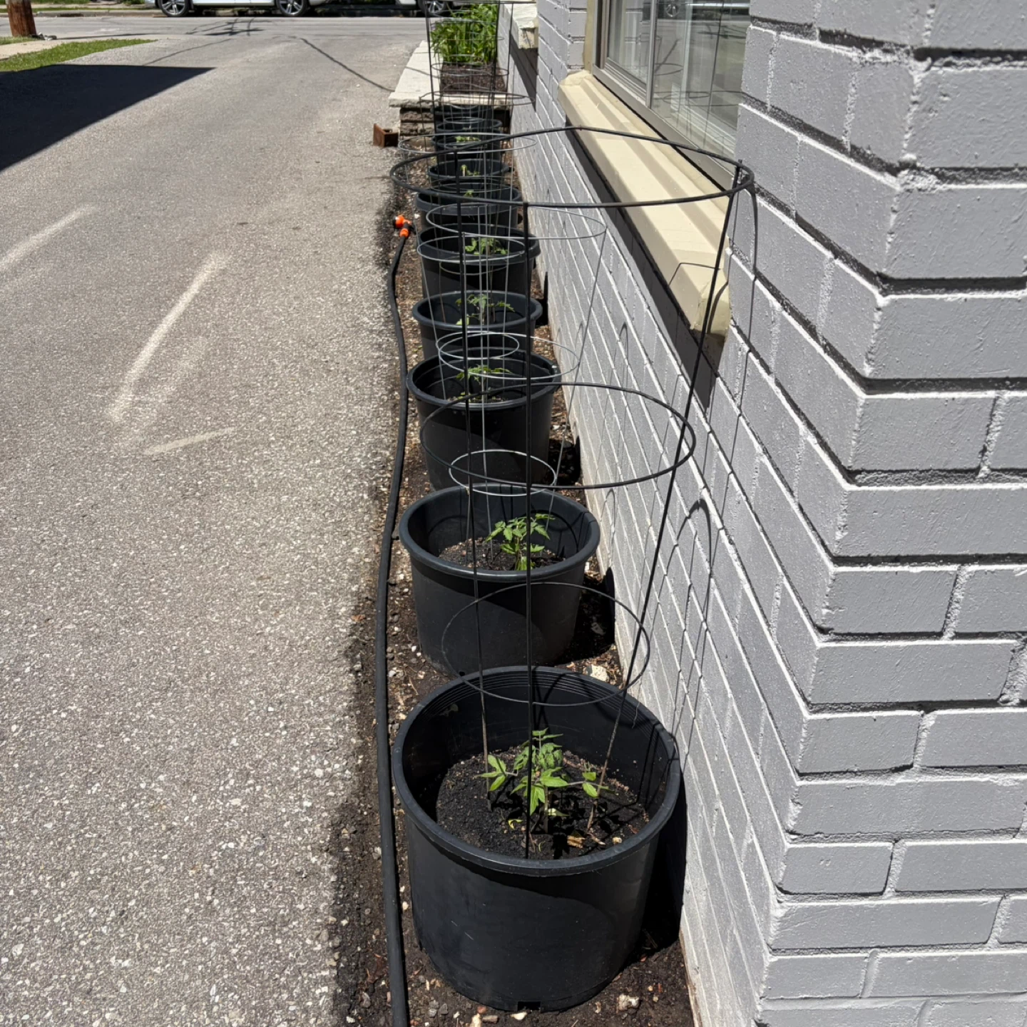 Tomato Plant in Bucket - photo 3
