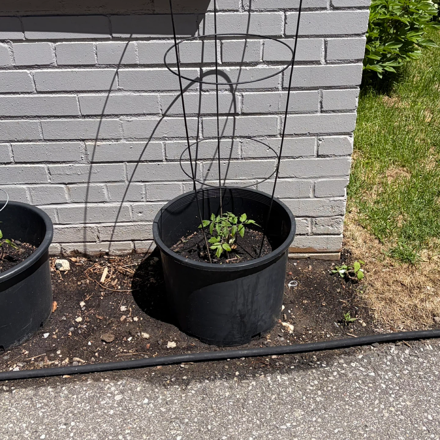 Tomato Plant in Bucket