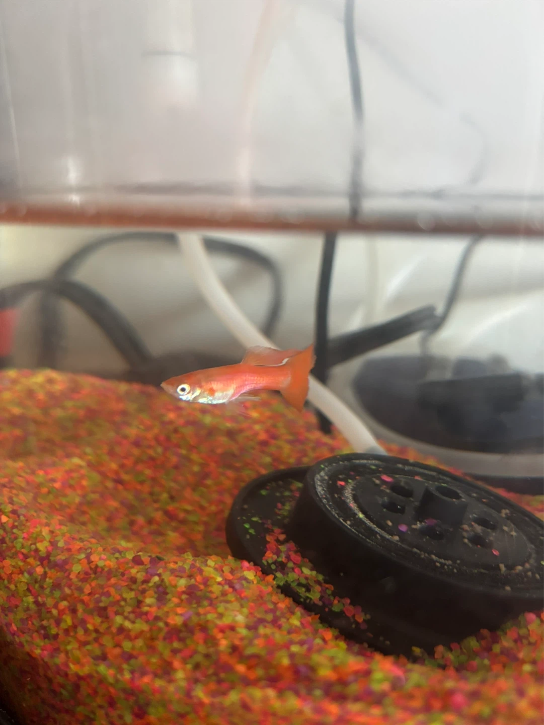 Free Orange Molly - Healthy and Active