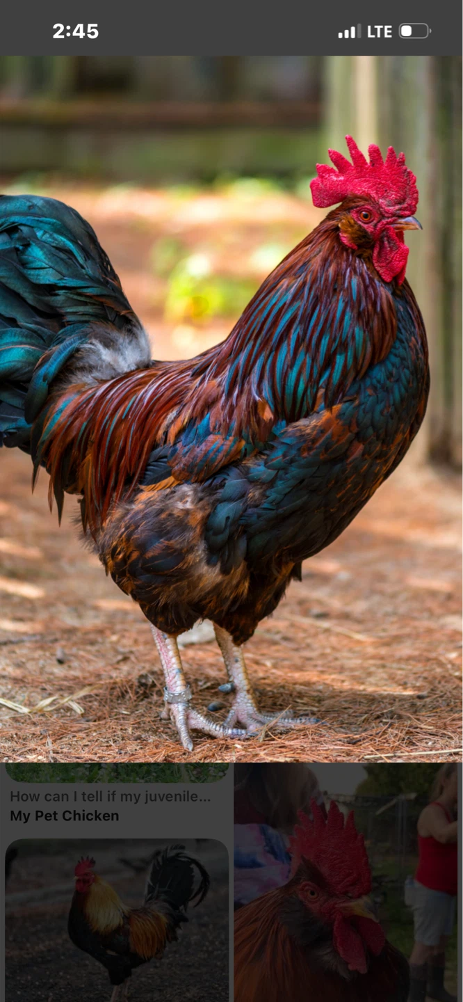 Rooster