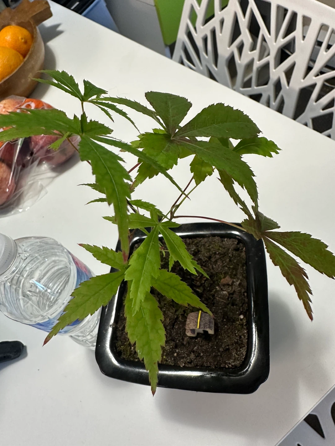 Bonsai Tree in Black Pot - photo 2