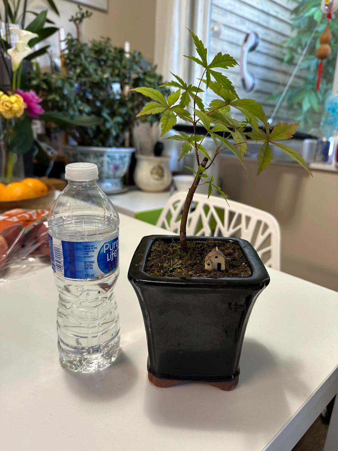 Bonsai Tree in Black Pot