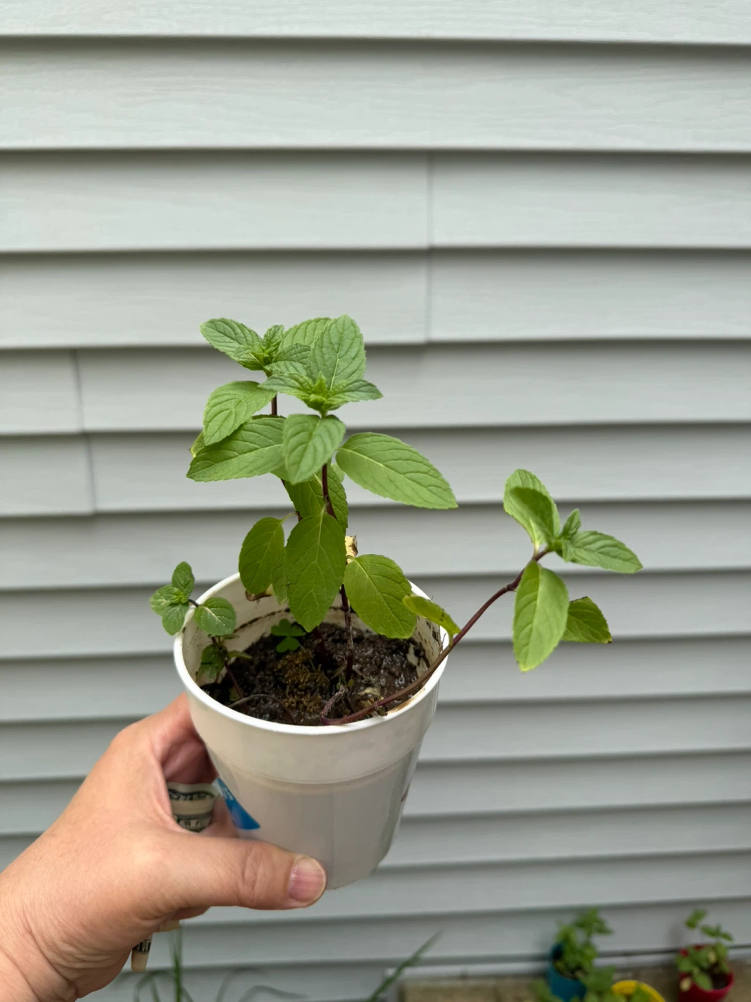 Mint Plant in Pot - photo 2