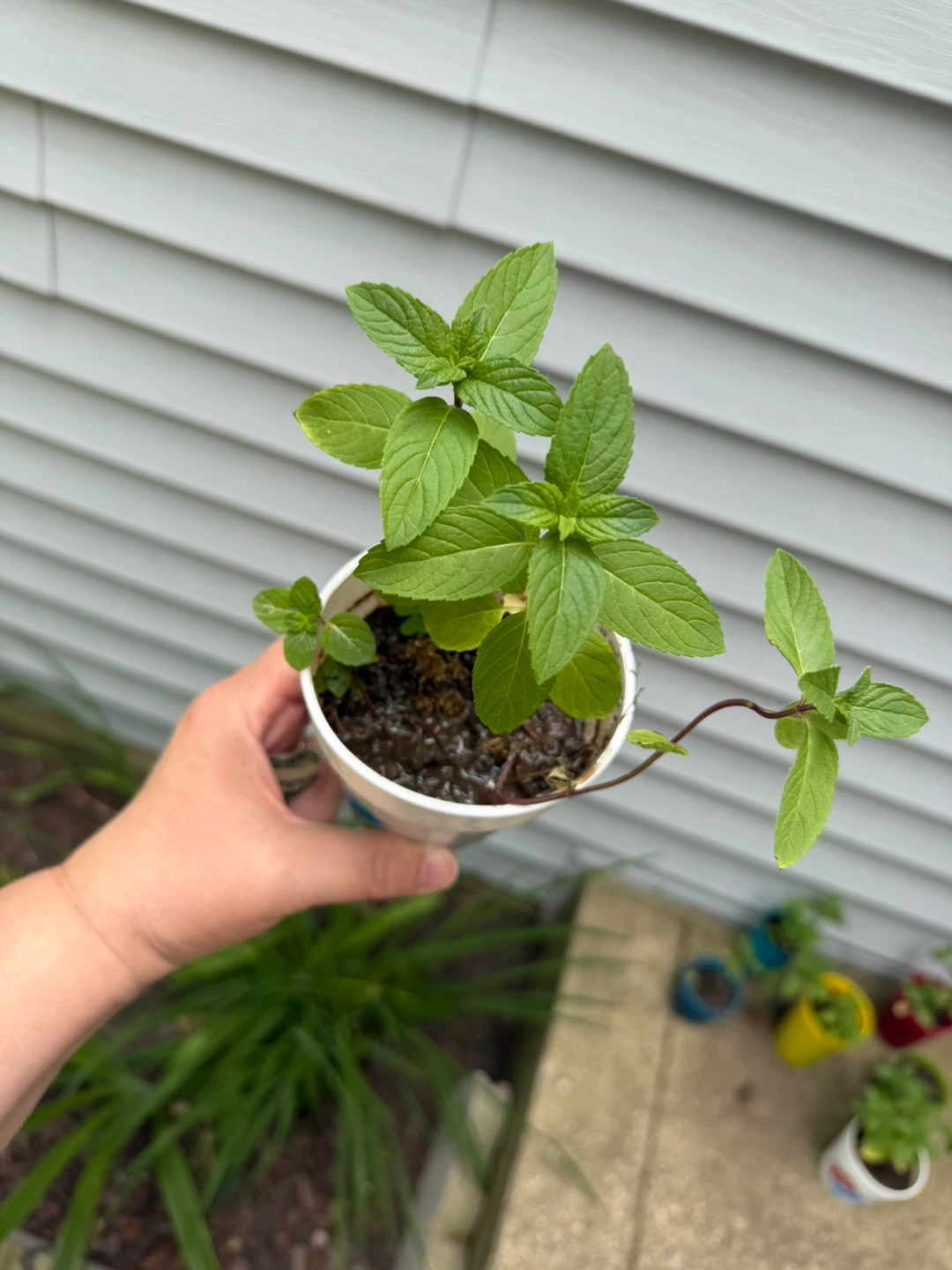 Mint Plant in Pot