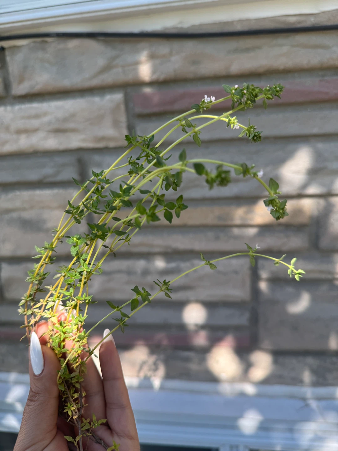 Fresh Thyme Sprigs