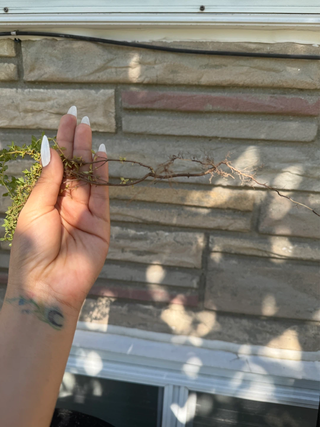 Fresh Thyme Sprigs - photo 3