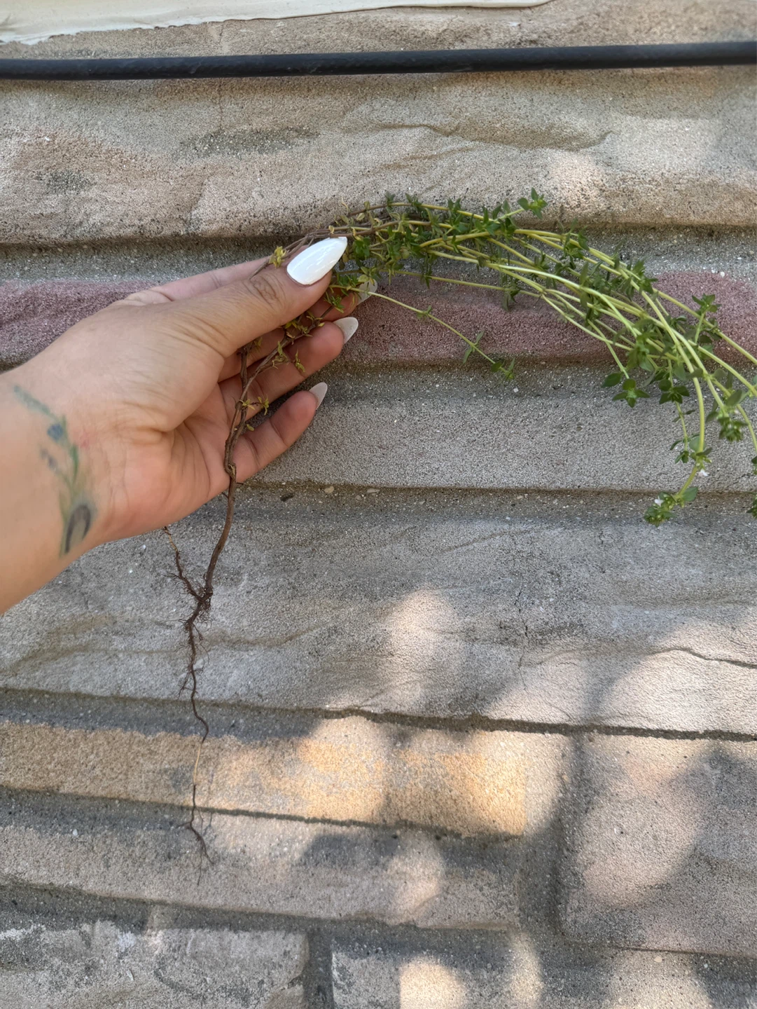 Fresh Thyme Sprigs - photo 2