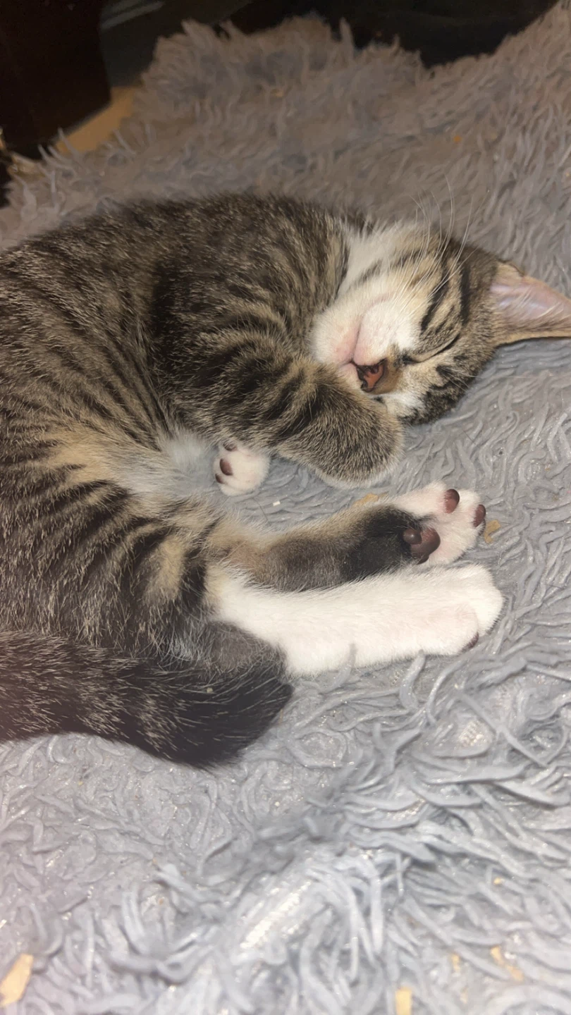 brown and white tabby kittens for sell they are boys - photo 2
