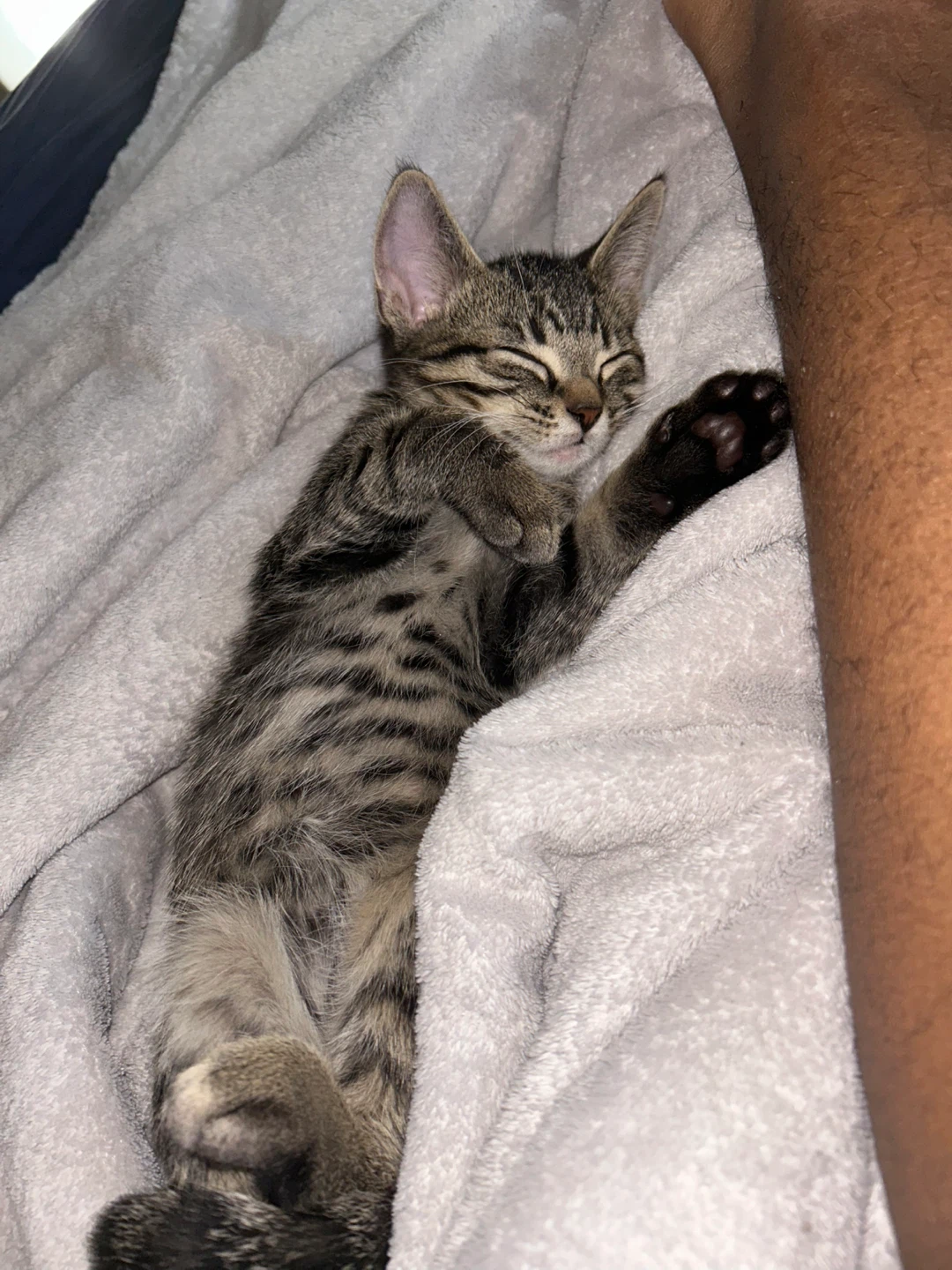 brown and white tabby kittens for sell they are boys