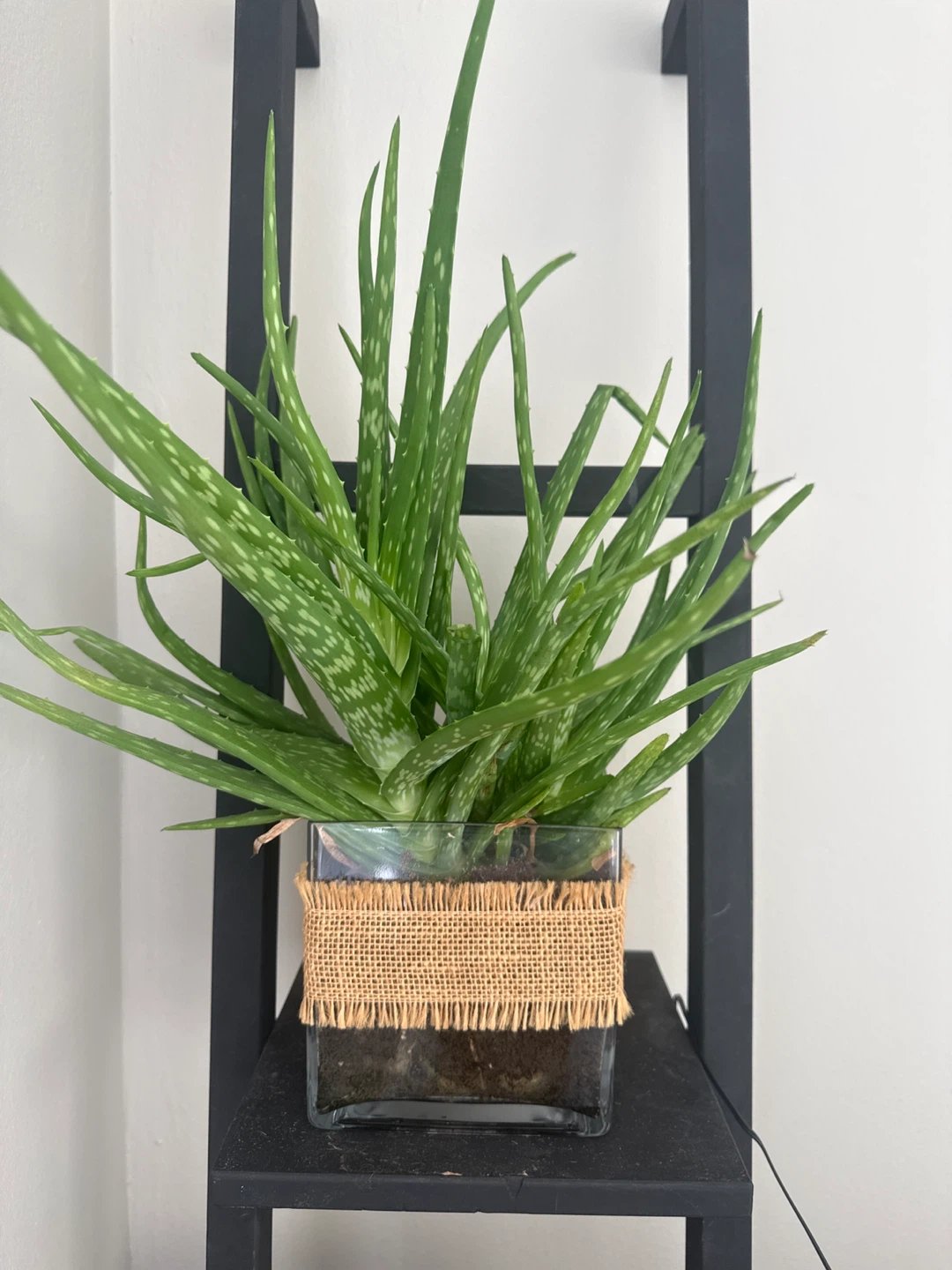 Aloe Vera Plant in Glass Pot