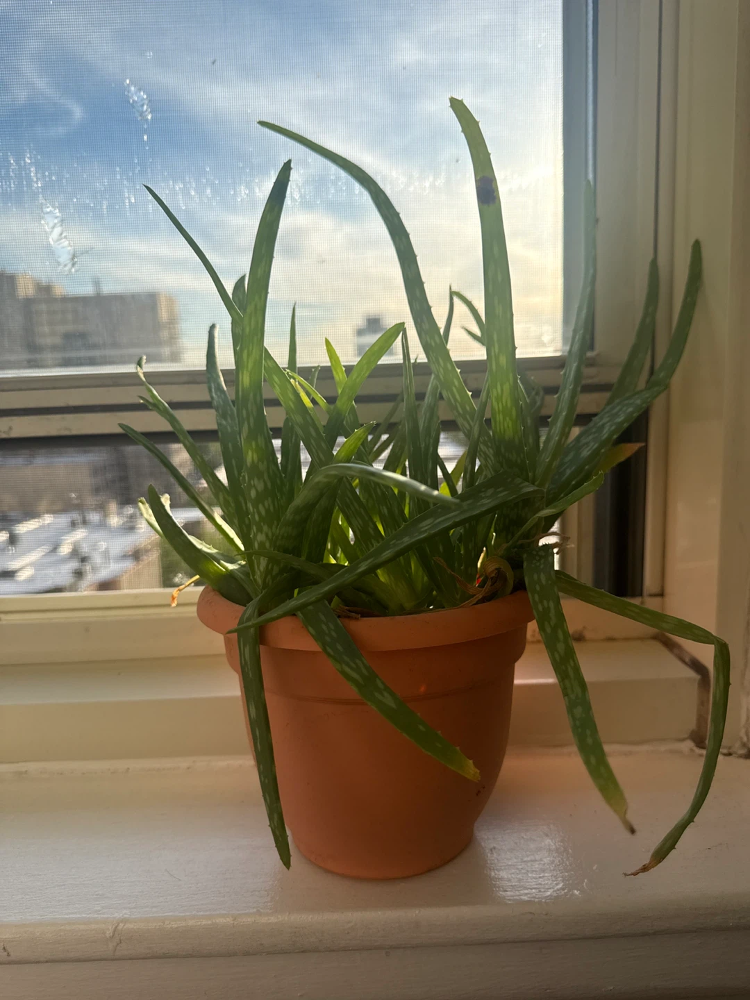 Aloe Vera Plant in Orange Pot
