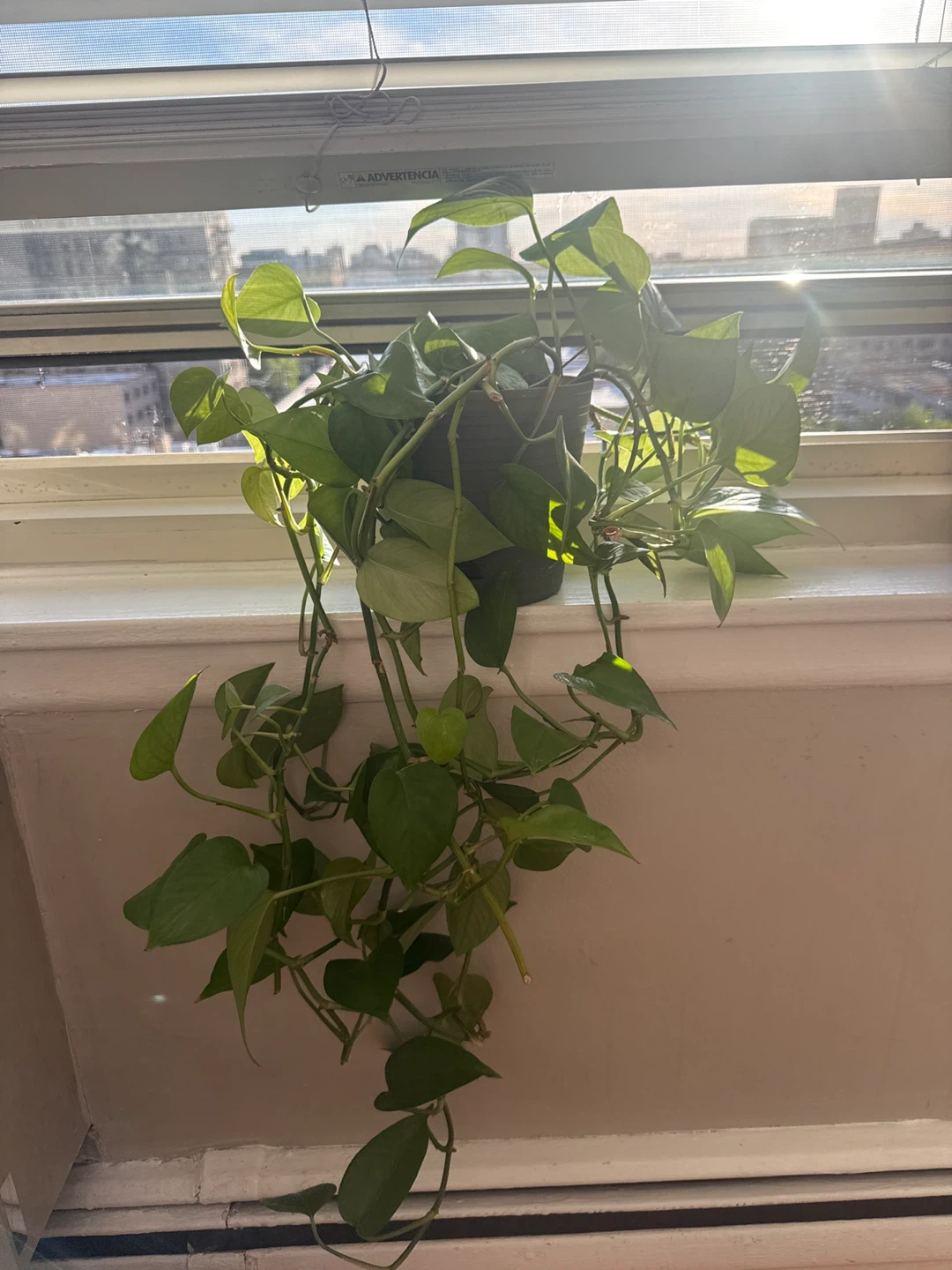 Pothos Plant