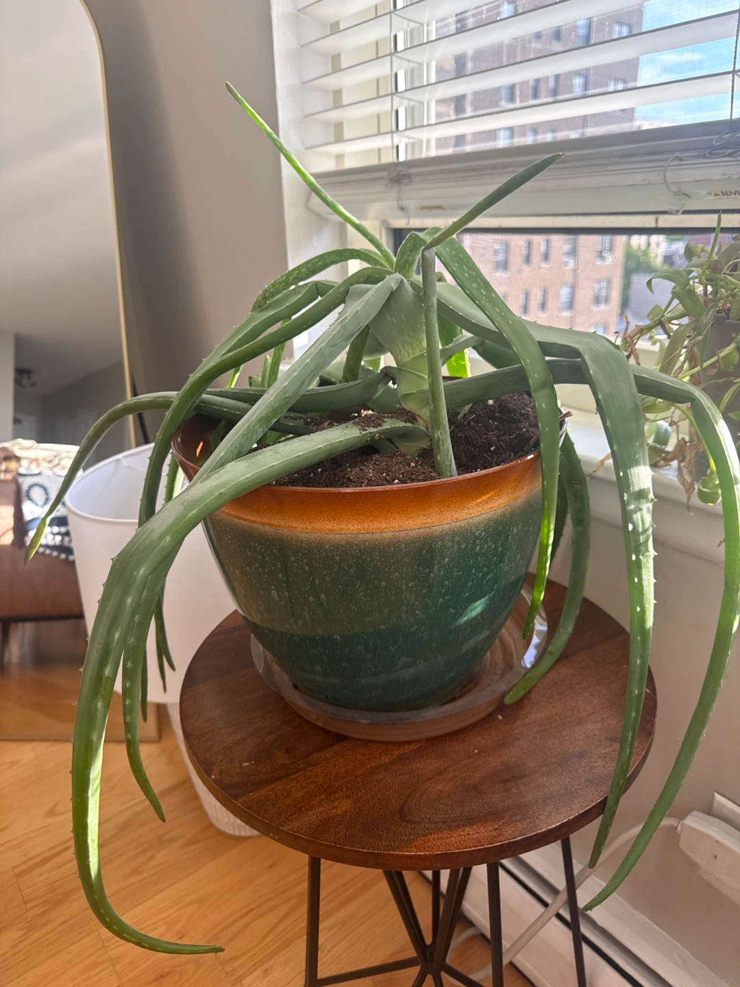 Aloe Vera Plant in 12in plastic Pot