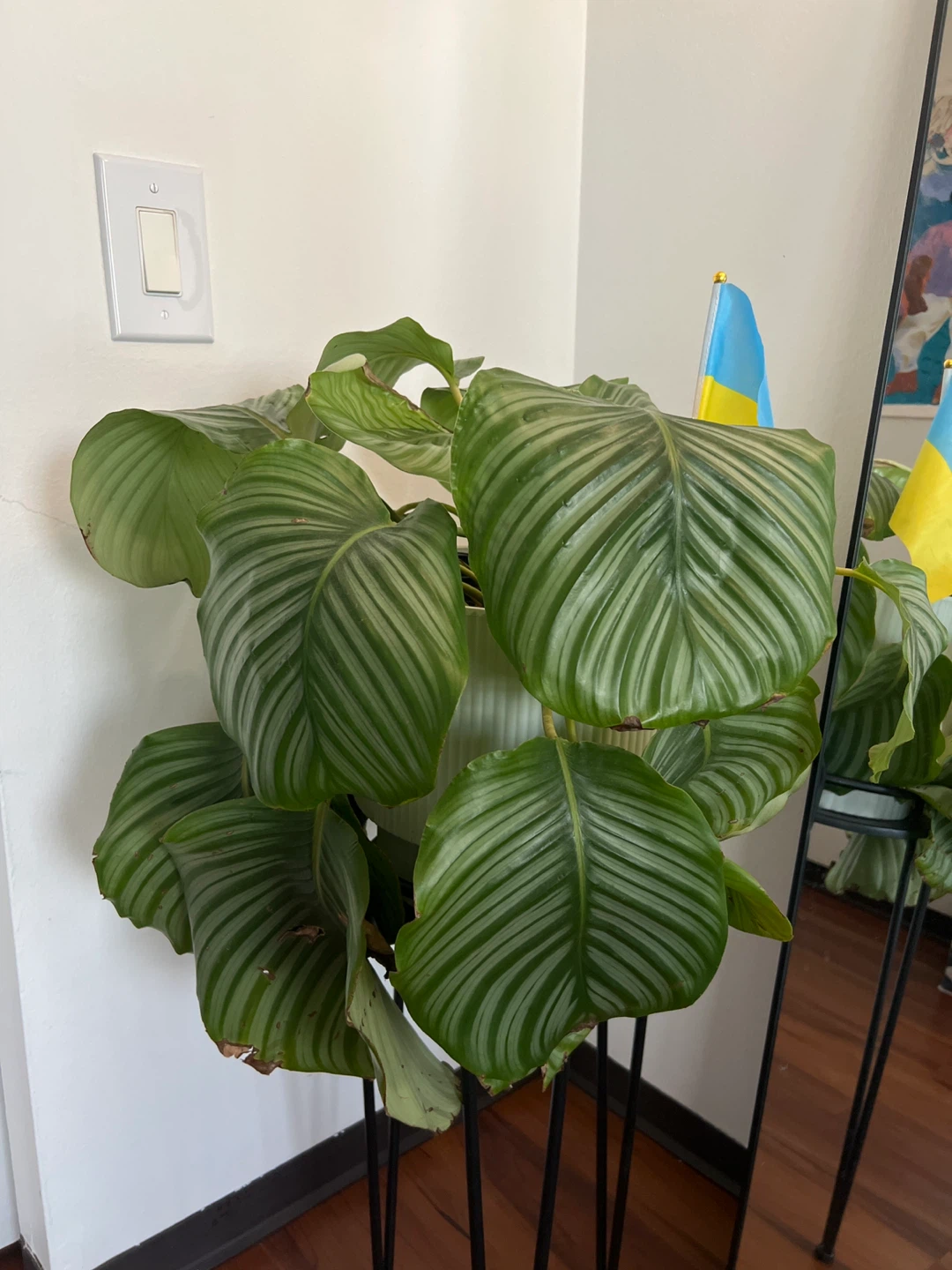Calathea Orbifolia Plant