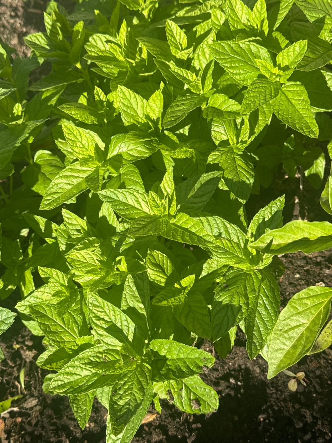 Fresh organic Mint Plant