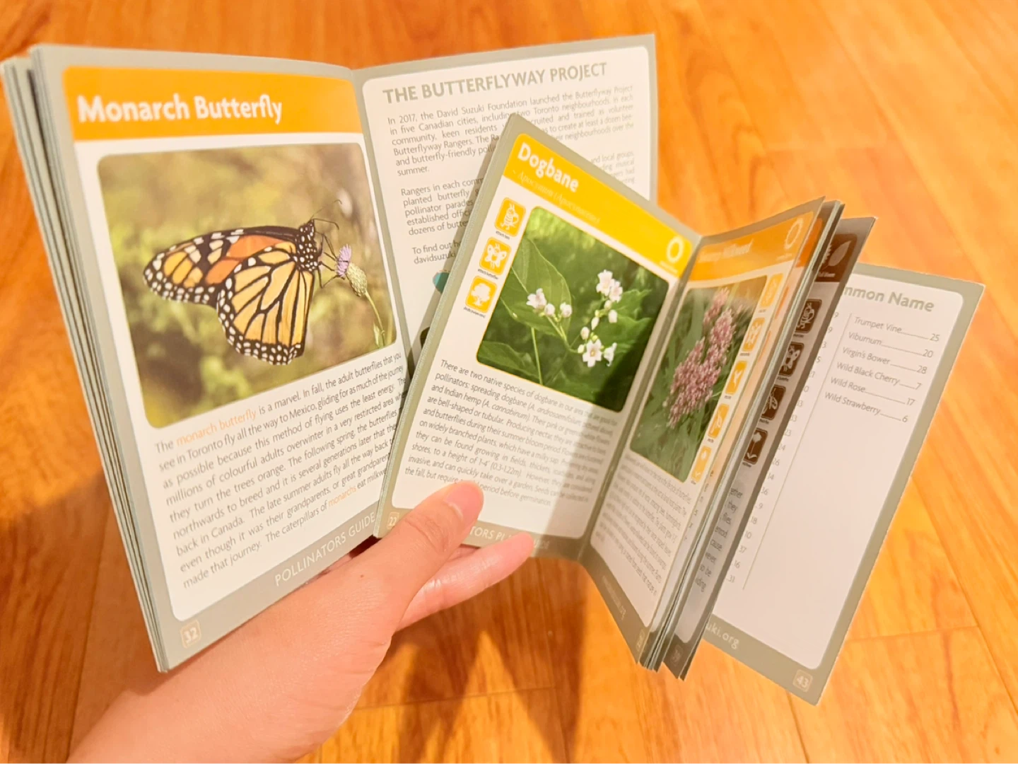 Toronto pollinator guides - David Suzuki Foundation - photo 2