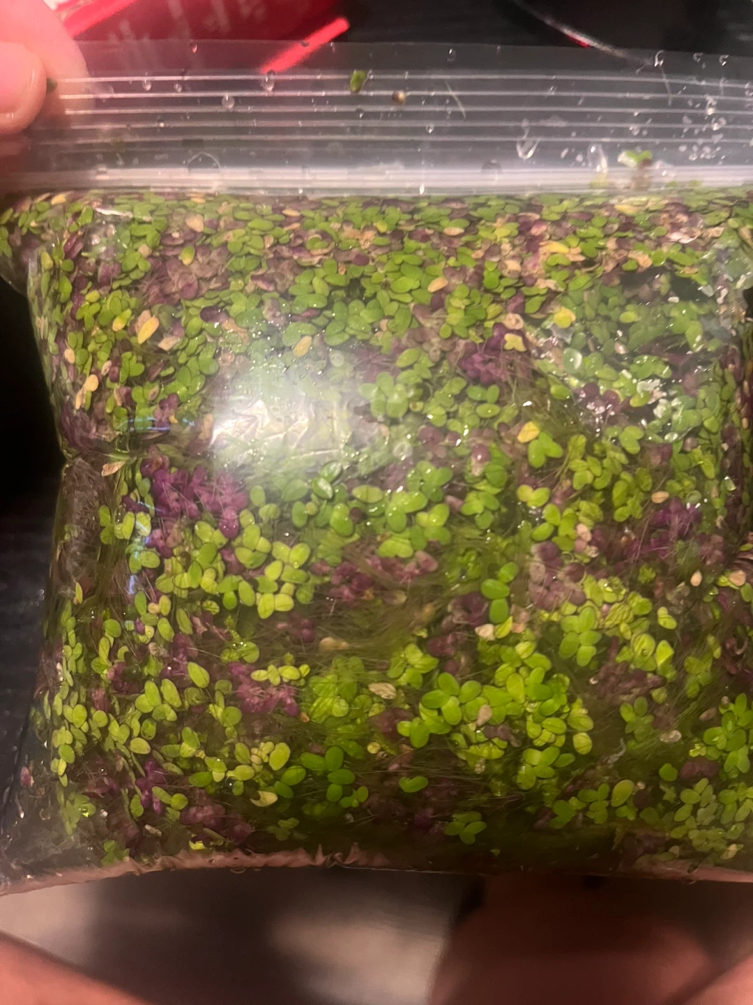 Mixed Duckweed - Red Root Floaters and Lemna Minor