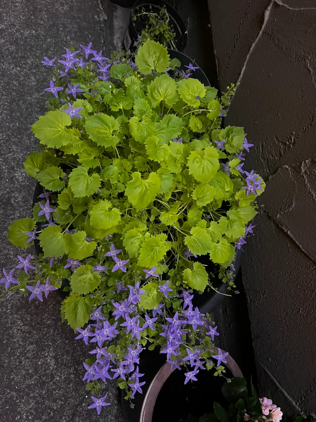 Bellflower plant - photo 4