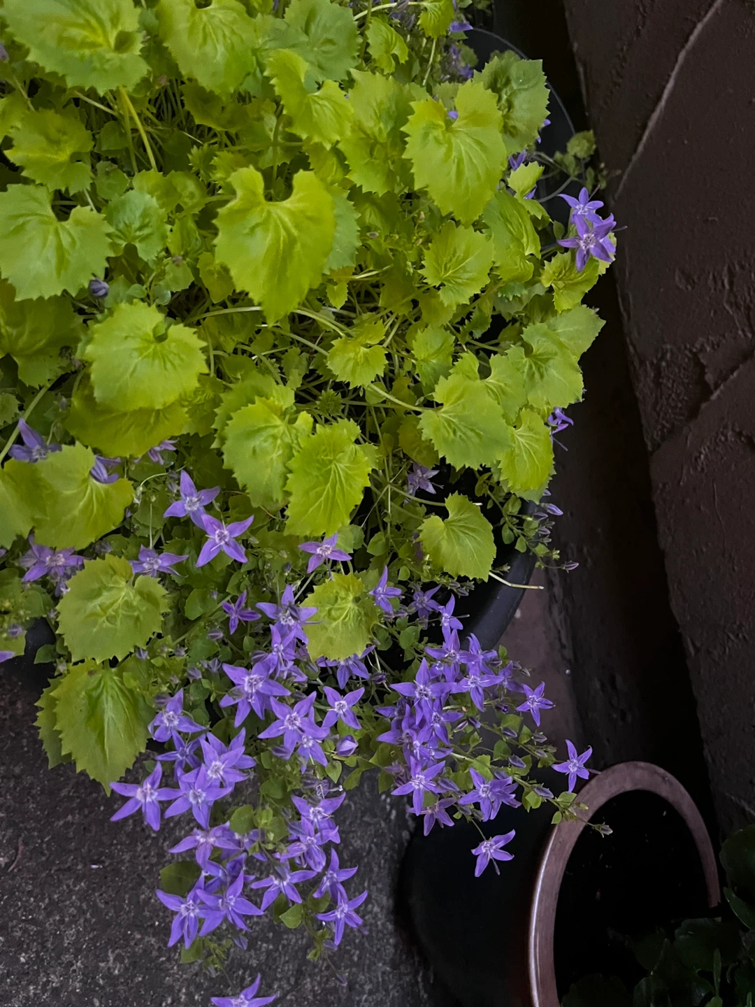Bellflower plant