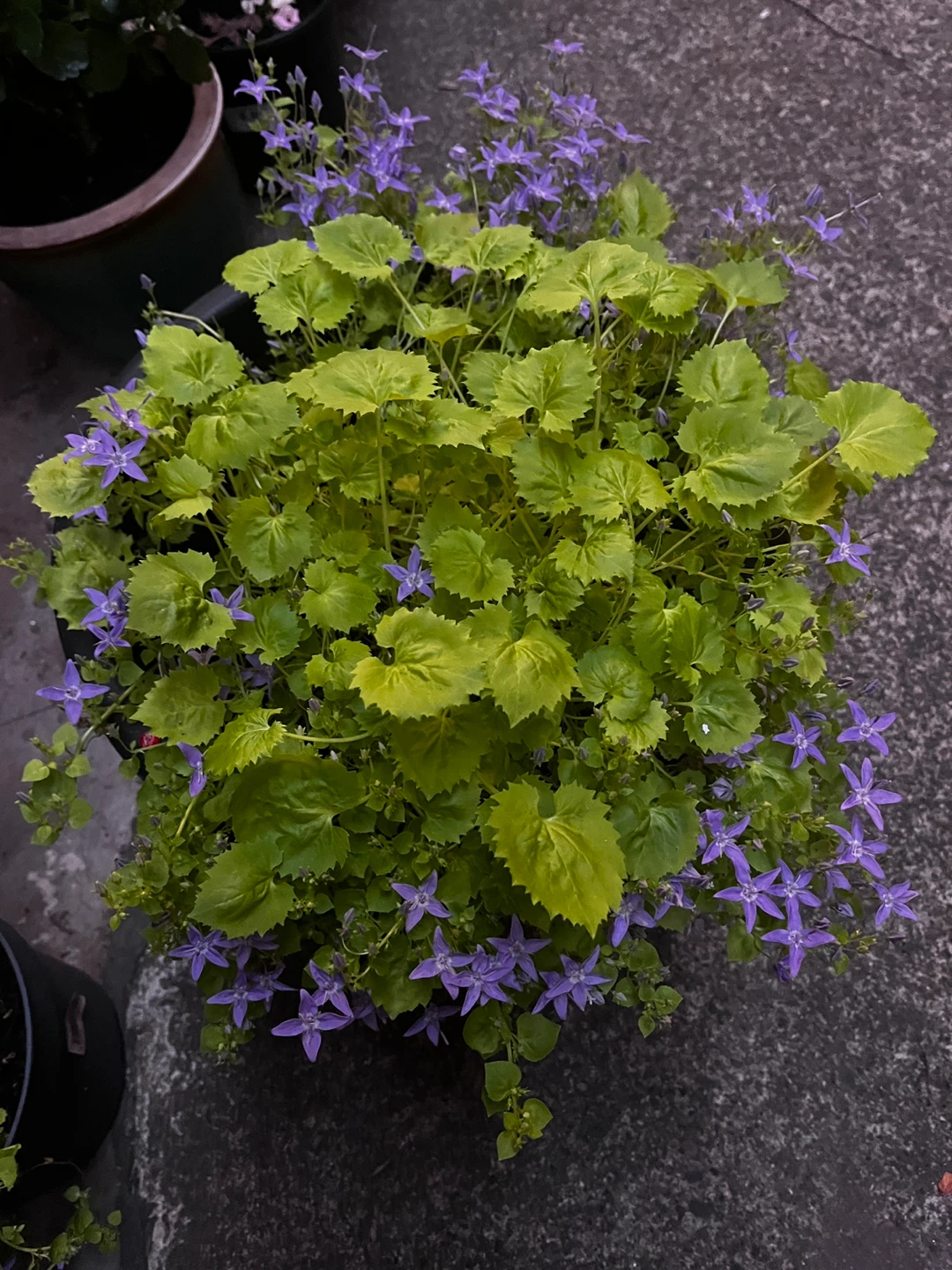 Bellflower plant - photo 2