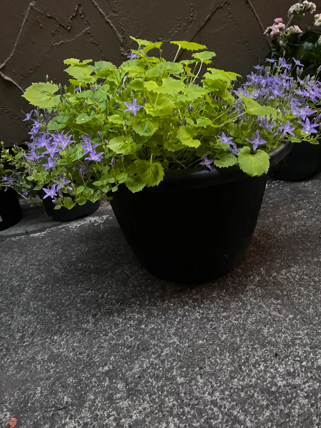 Bellflower plant - photo 3