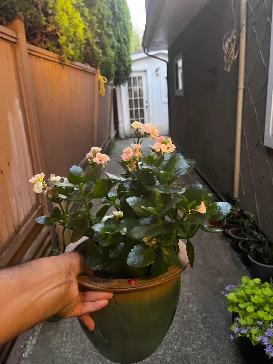 Flowering Kalanchoe Plant - photo 2