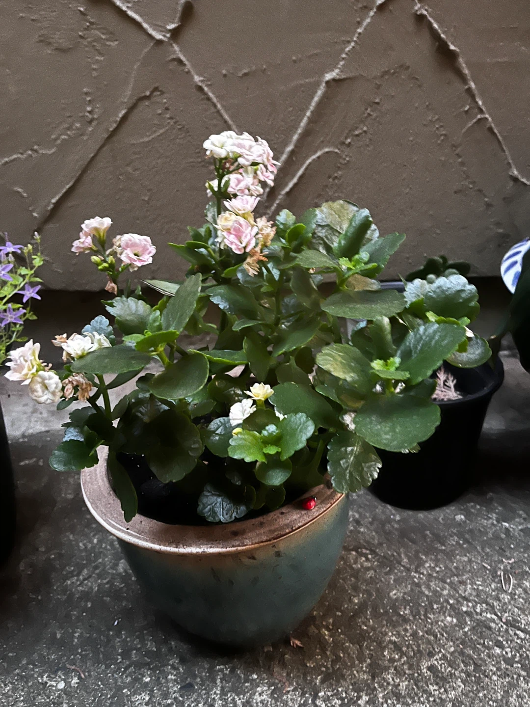 Flowering Kalanchoe Plant
