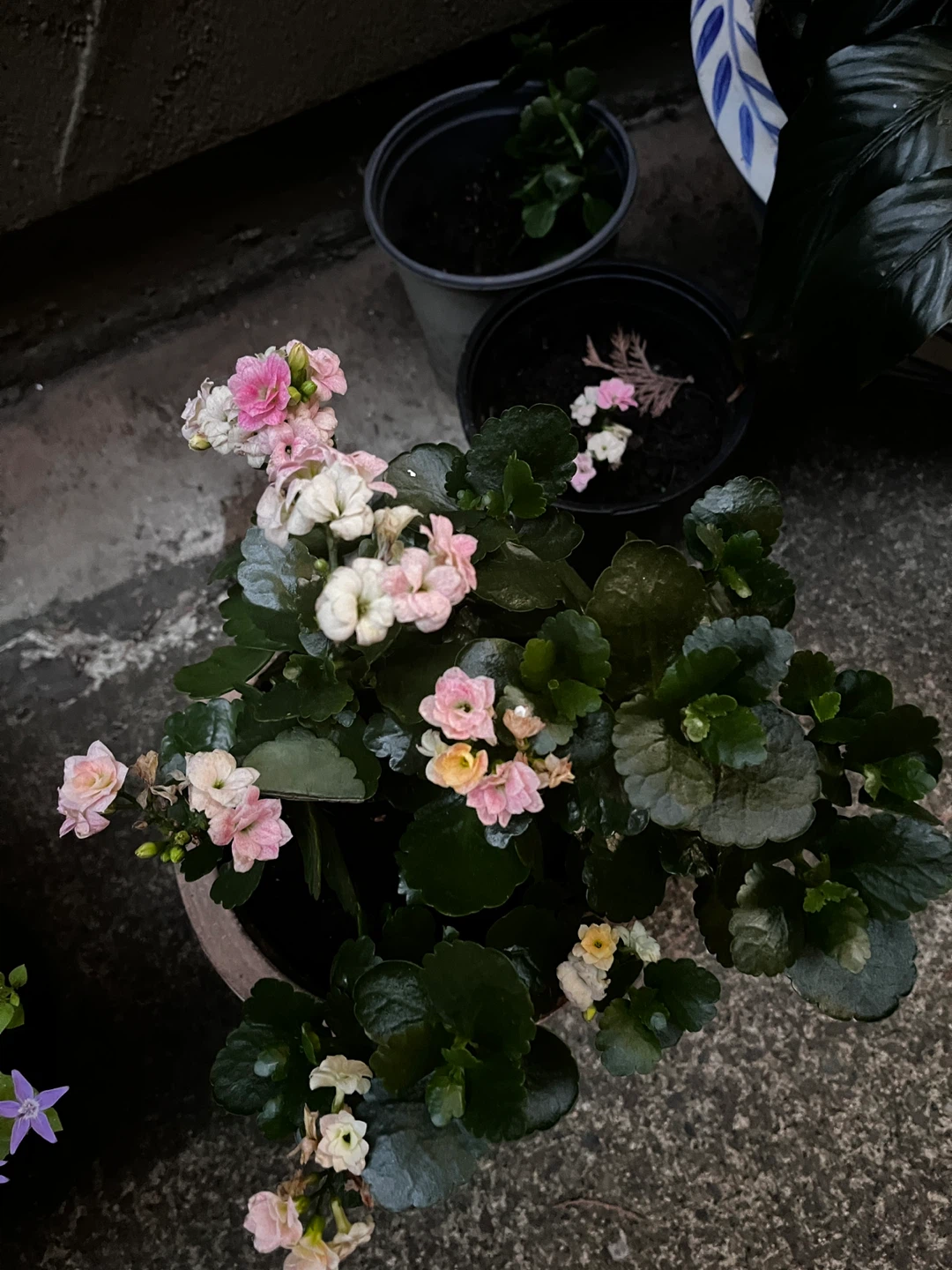 Flowering Kalanchoe Plant - photo 3