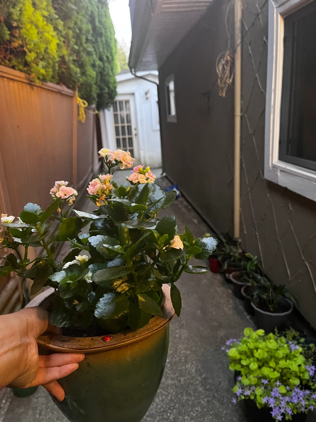Flowering Kalanchoe Plant - photo 4