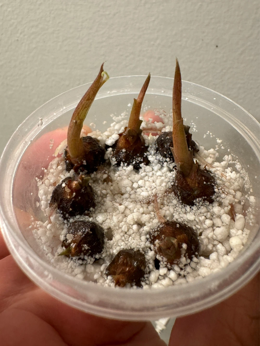 Alocasia Black Mask Corms - photo 2