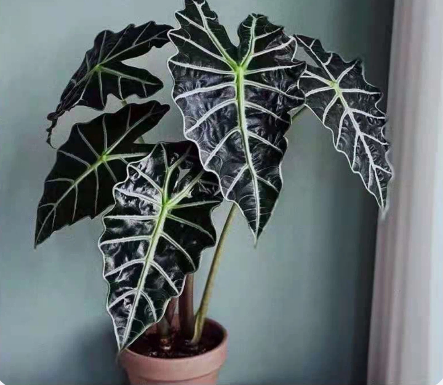 Alocasia Black Mask Corms