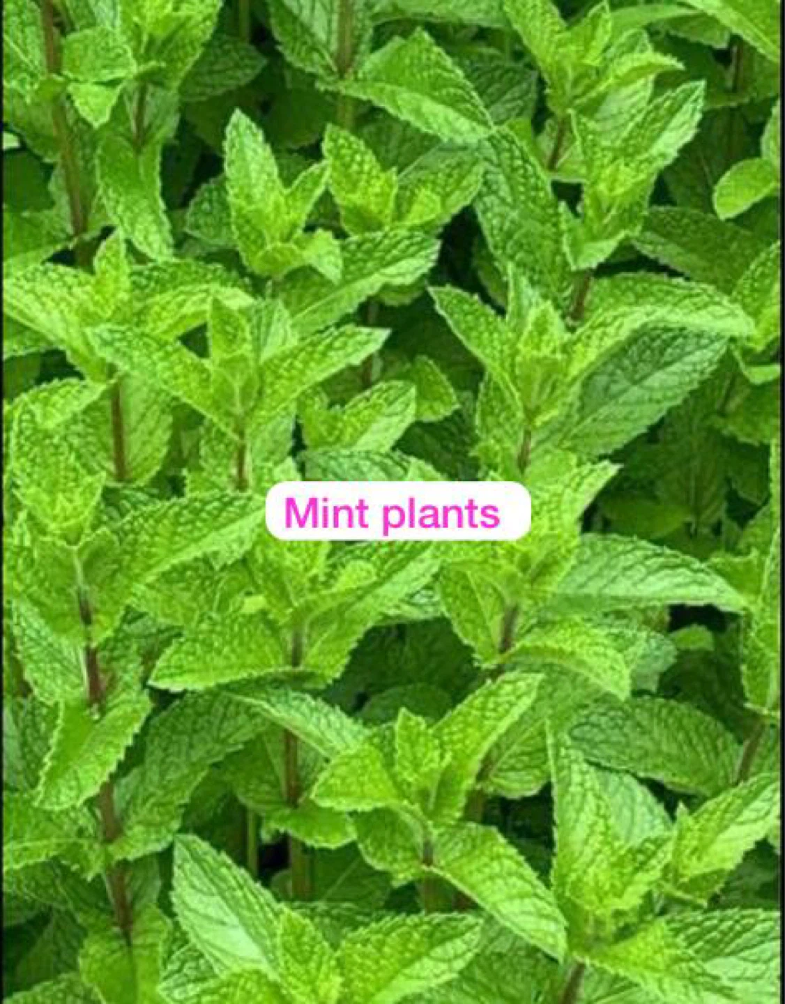 Mint Plants, 2 for $5