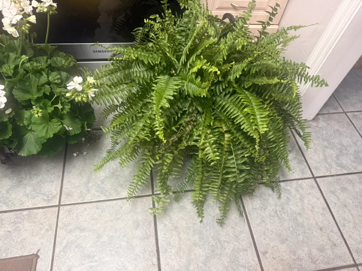 Large Boston Fern Plant