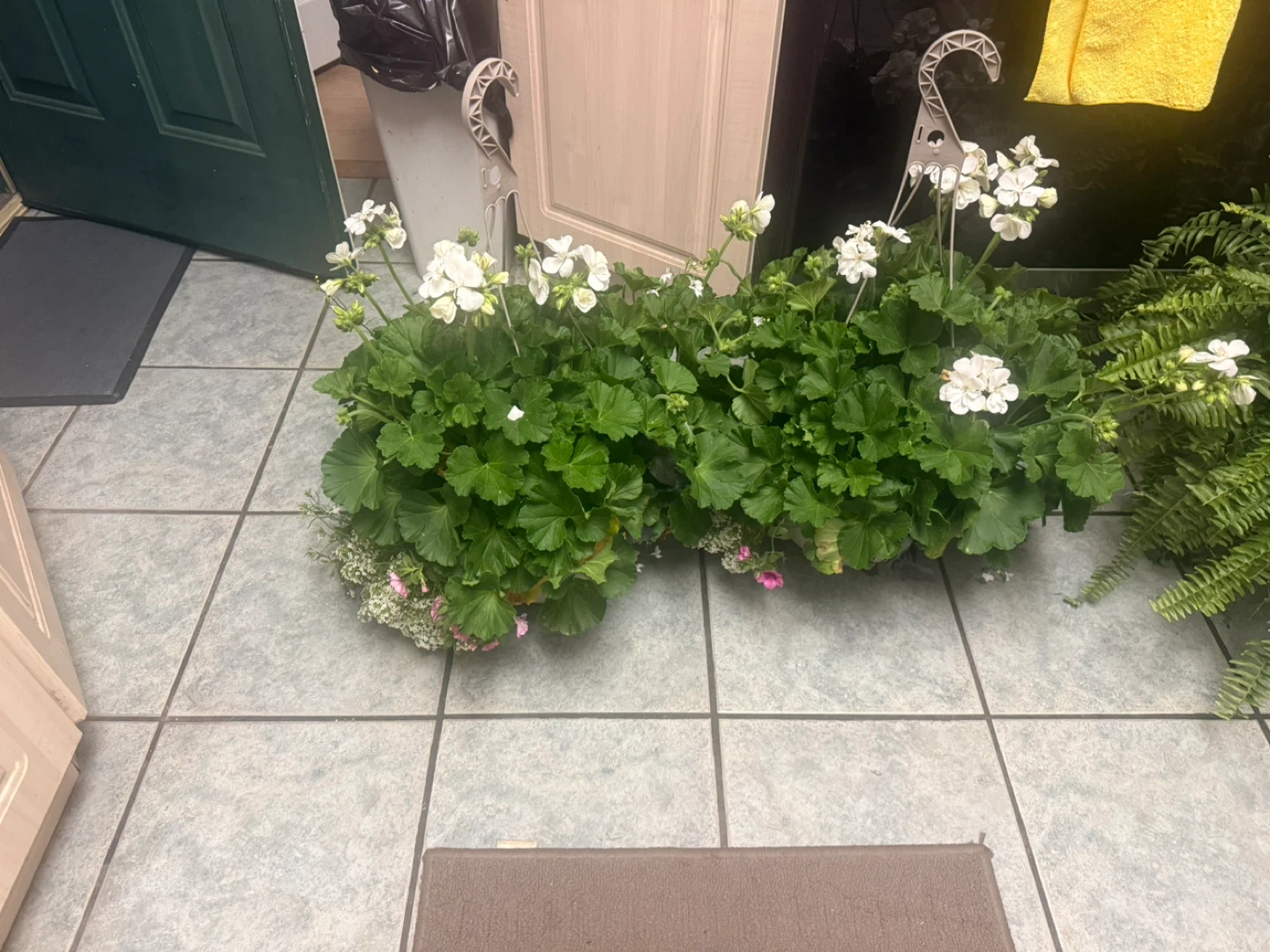 hanging baskets with white geraniums