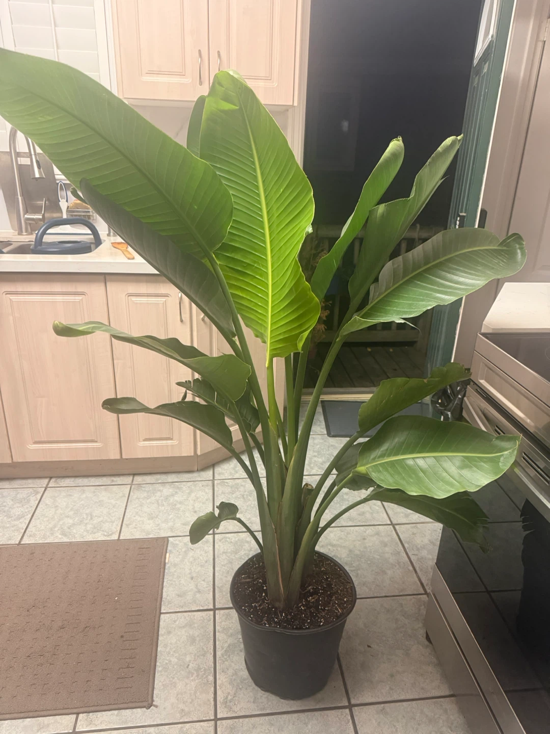 Bird of Paradise Plant
