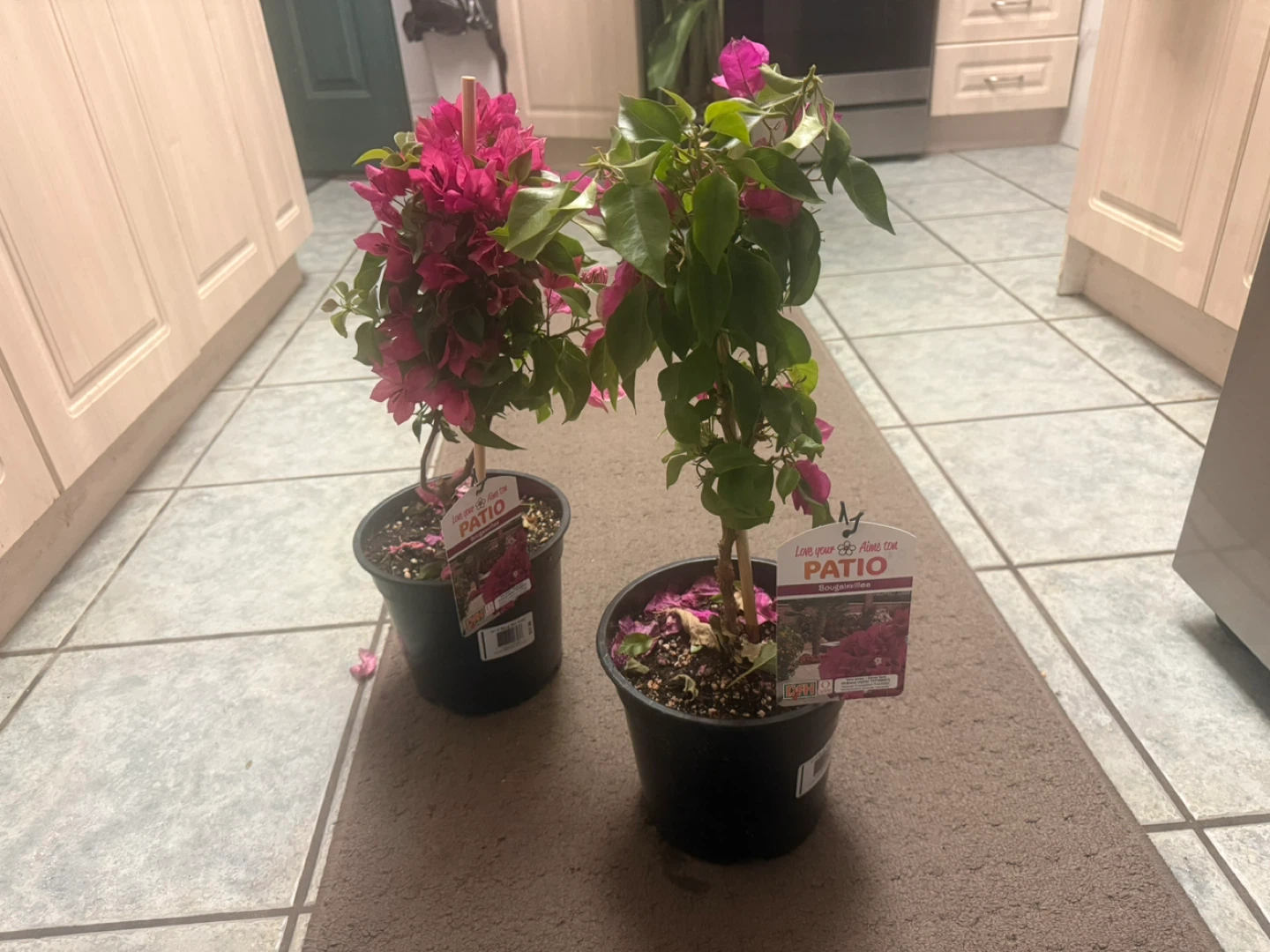 Bougainvillea Patio Plants
